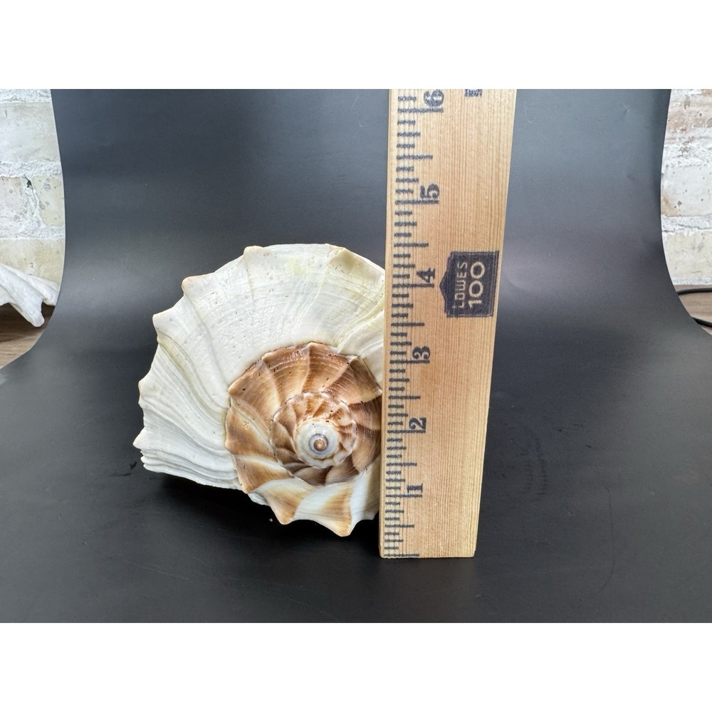 Large 12" Natural Lightning Whelk Shell Coastal Beach Nautical Ocean Decor Left - Picture 15 of 16